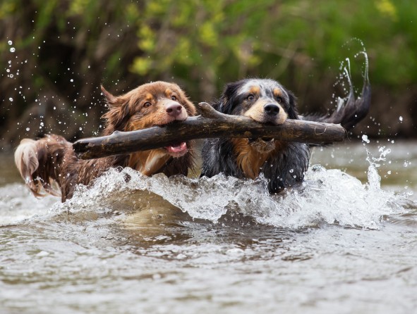 Hunde mit Stöckchen im Wasser