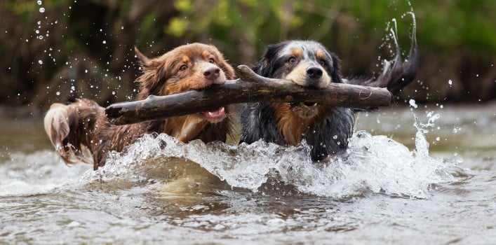 Hunde mit Stöckchen im Wasser