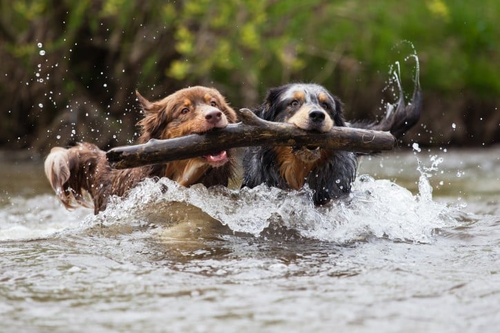 Hunde mit Stöckchen im Wasser